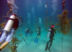 scuba diving outplanting coral restoration