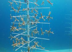 coral tree curacao