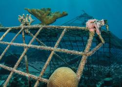 Coral Restoration Foundation Curacao