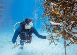 coral restoration scuba diving