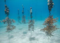 Key Largo Coral Reefs