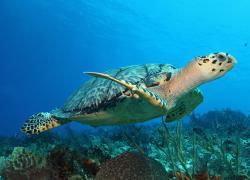 cozumel diving