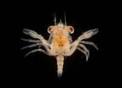 Crab larvae