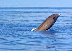 Cuvier's beaked whale
