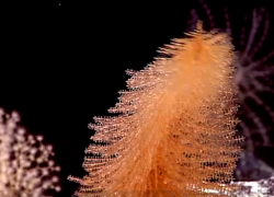 deep sea coral hawaii NOAA video