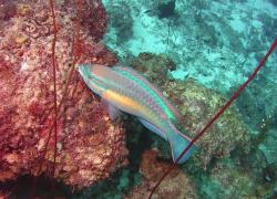 parrot fish seen while scuba diving Curacao in the caribbean.