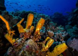 cozumel diving