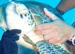 divers save sea turtle