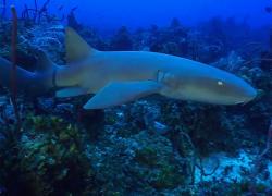 Nurse shark underwater at Cayman's lost island.