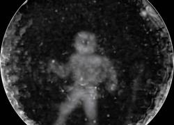 dolphin echolocation image