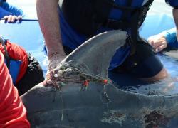 Dolphin rescue fishing line texas