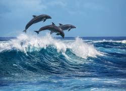 Dolphins jumping over waves