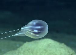 Comb jelly