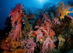 east of eden dive site