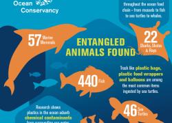 ocean conservancy infographic entangled animals