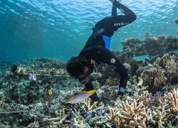 coral restoration indonesia