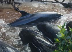 false killer whales