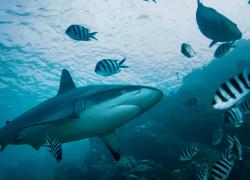 fiji diving