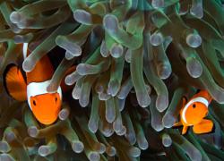 two clownfish 