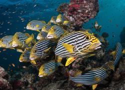 underwater photography photoshop tips