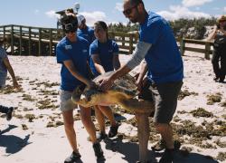 florida aquarium sea turtle release