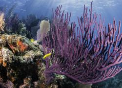 florida keys coral