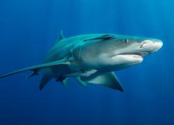 Lemon Shark
