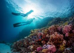 freediving encounters