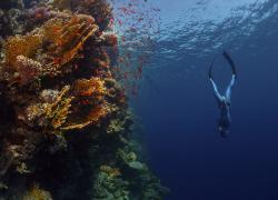 freediving science physiology
