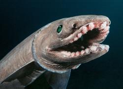 Frill shark bizarre strange weird ocean creature