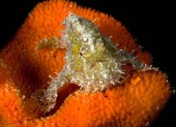 frogfish facts