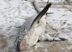 frozen thresher shark