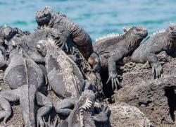 Marine iguanas Galapagos