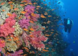 gau island fiji diving