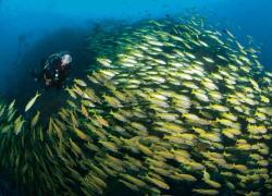 scuba diver and fish