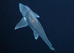 ghost shark
