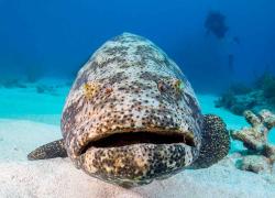Goliath grouper controversy