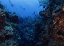 Scuba diving Grand Cayman video