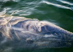 gray whale migrating