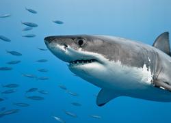 Great white shark breaks into cage during shark dive off Guadalupe Island