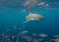 Great white shark swims through school of fish