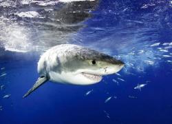 great white shark