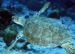 Green sea turtle