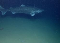 greenland shark