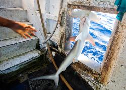 A smooth hammerhead shark (Sphyrna zygaena) is thrown overboard