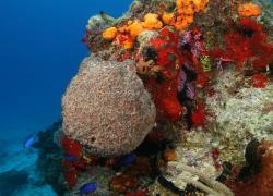 Coral in the Gulf of Mexico