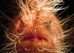 frogfish facts