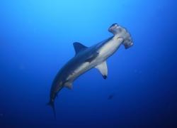 Hammerhead Shark