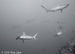 Scalloped Hammerhead Sharks 