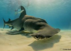 hammerhead shark bimini bahamas